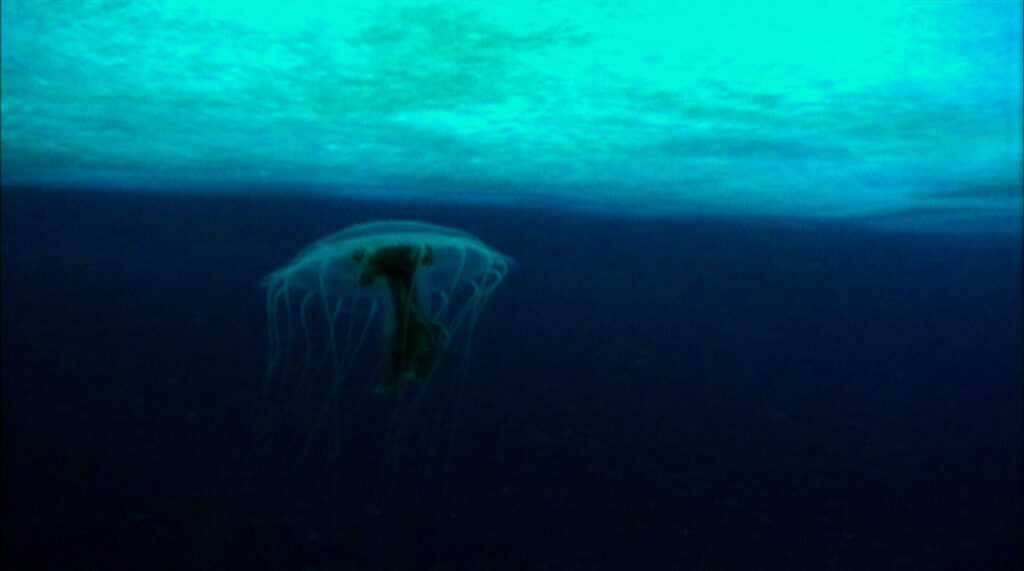 Une méduse sous la glace dans une scène du film The Wild Blue Yonder