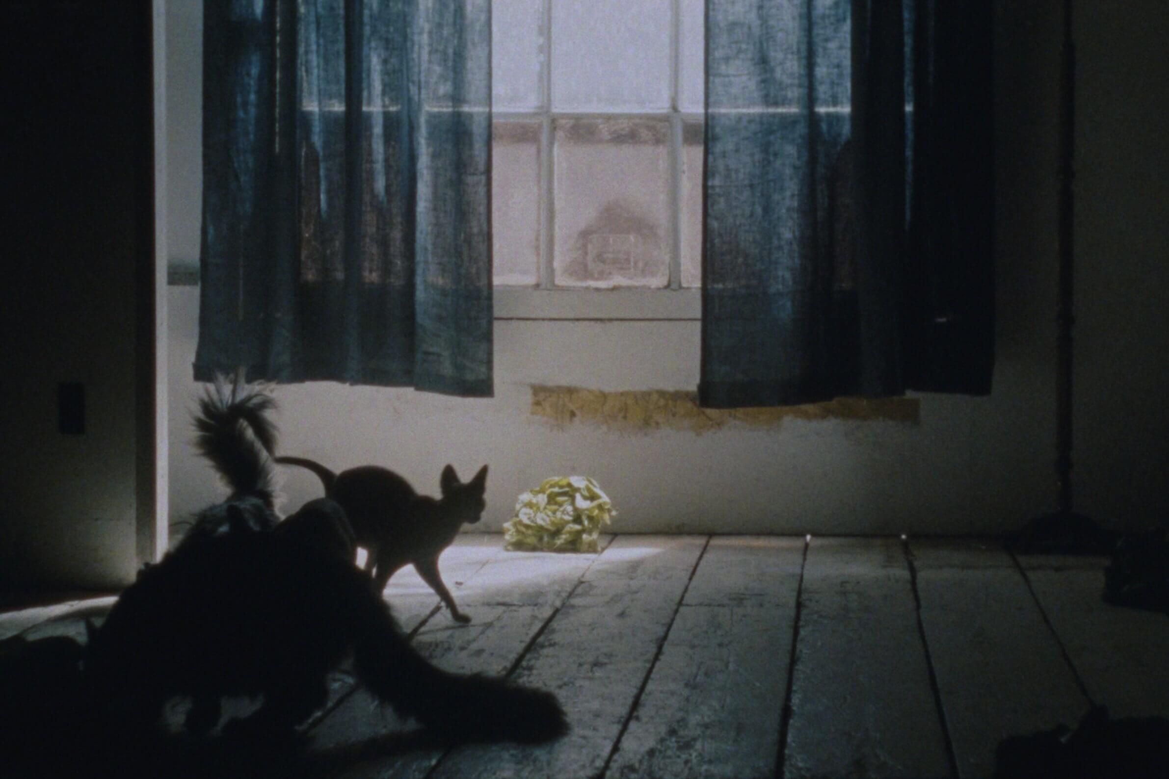 Des chats et un chou dans le film Irlande cahier bleu