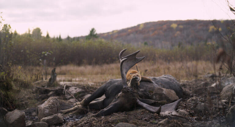Un renard se nourrit de la carcasse d'un orignal dans une scène du film Festin boréal
