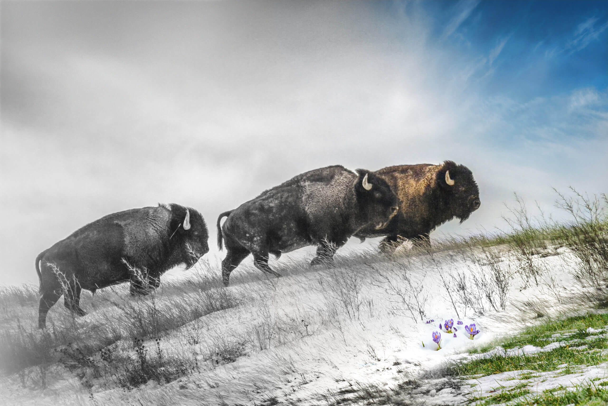 Trois bisons marchent sur la plaine enneigée, Singing Back the Buffalo