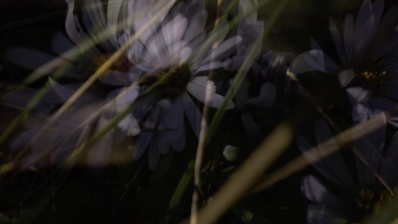 Superposition de marguerites secouées par le vent dans le film Archéologie de la lumière.