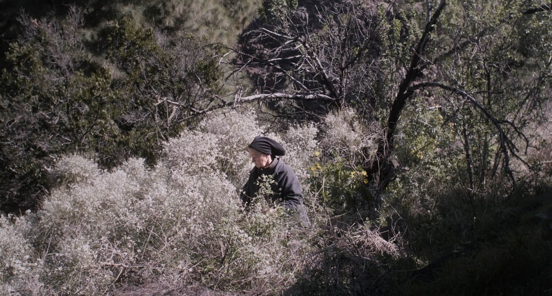 Une femme se promène dans les herbes hautes dans une scène du film The Undergrowth.