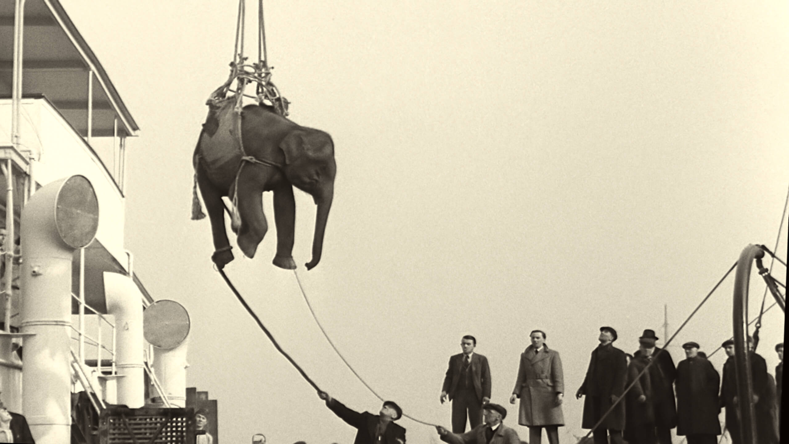 Un éléphant est soulevé par une grue dans une scène du film Bande-son pour un coup d'état.